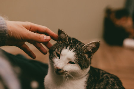 A female hand gently petting a domestic cat's head, showing affection and care. A close-up shot captures a tender moment of human interaction with a beloved feline companion. A lovable pet indoors.の写真素材