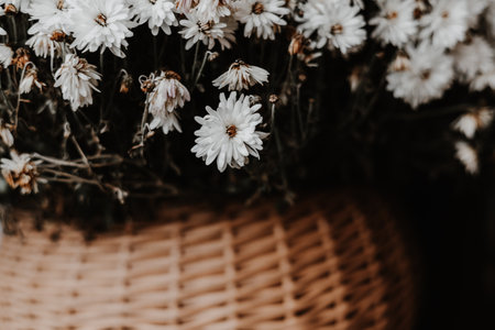 White mum flowers in a woven basket with autumn leaves, a cozy fall scene. A rustic arrangement of white autumnal blooms in a wicker basket, surrounded by fallen leaves. Floral composition outdoors.の写真素材