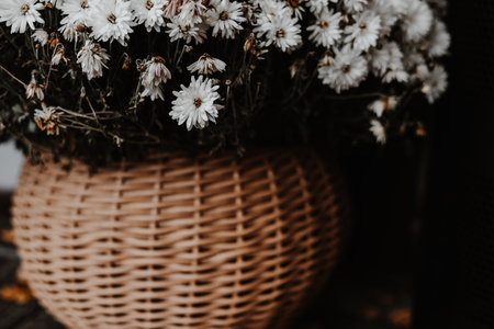 White mum flowers in a woven basket with autumn leaves, a cozy fall scene. A rustic arrangement of white autumnal blooms in a wicker basket, surrounded by fallen leaves. Floral composition outdoors.の写真素材