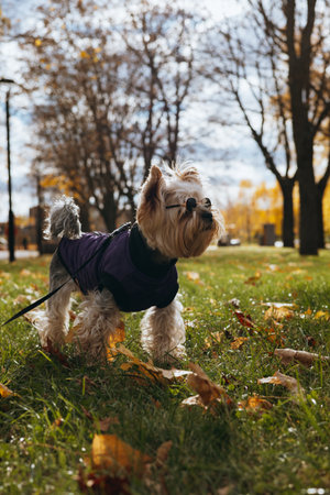 Cute Yorkshire Terrier in cool black sunglasses enjoys a sunny autumn day in the park. This adorable Yorkie is dressed in a purple vest and stylish sunglasses, ready for a walk in the park. Canine petの写真素材