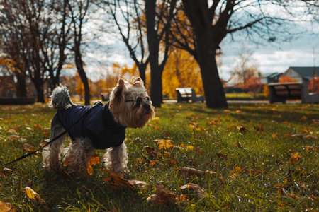 Cute Yorkshire Terrier in cool black sunglasses enjoys a sunny autumn day in the park. This adorable Yorkie is dressed in a purple vest and stylish sunglasses, ready for a walk in the park. Canine petの写真素材
