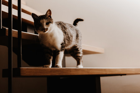A curious striped gray white domestic cat standing on a wooden staircase, looking with interest. This adorable feline pet is captured in a moment of curiosity, exploring its surroundings on the stairsの写真素材