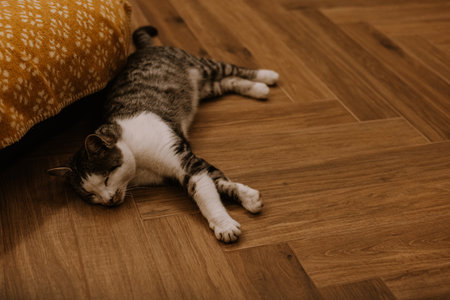 A relaxed tabby cat resting on a wooden floor near a yellow patterned cushion or plaid. This adorable kitty is enjoying a peaceful nap on a warm wooden floor, looking completely content. Sleeping pet.の写真素材