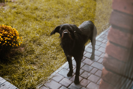 Black dog Deutsch Drahthaar standing on a brick patio in front of a house. A curious brown dog stands on a brick patio, looking at the camera.の写真素材