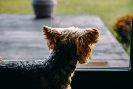 Yorkshire terrier looking out a window, waiting for the owner and watching outside. A curious Yorkie doggy, lapdog gazes out the glass door, observing the world. Canine animal, pet indoors. Furry dog.の写真素材