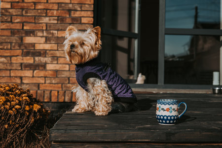 Yorkshire terrier dog wearing a purple coat sits on a wooden deck. A cute small Yorkie doggy sits on a wooden deck on terrace next to a mums flowers, enjoying the warm sunlight in autumnal day.の写真素材