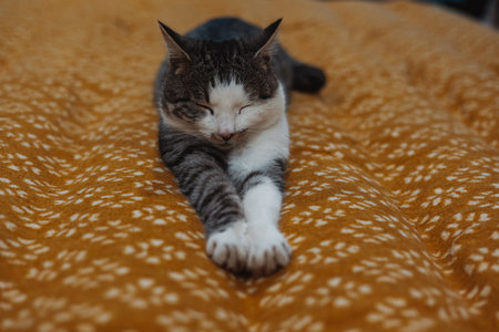 Relaxed tabby cat stretching out on a cozy, patterned yellow blanket. A beautiful gray and white striped feline pet is seen relaxing on a warm plaid, looking peaceful and content. Sleeping animal shotの写真素材