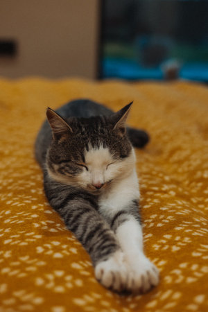 Relaxed tabby cat stretching out on a cozy, patterned yellow blanket in a room. A gray white striped...