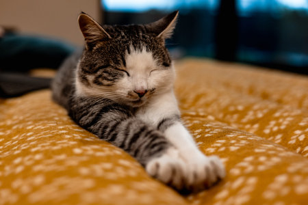 Relaxed tabby cat stretching out on a cozy, patterned yellow blanket in a room. A gray white striped feline pet is relaxing on a plaid, a window is seen behind it. Sleeping domestic animal at home.の写真素材