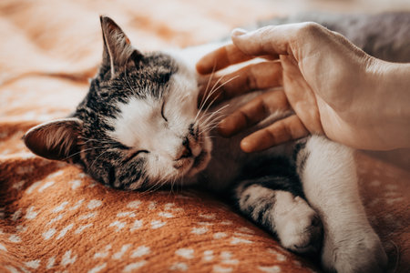 A serene moment of a human and cat connection. A hand gently caressing a sleeping tabby cat on a cozy blanket. A tender interaction between a person and their beloved feline companion at home.の写真素材