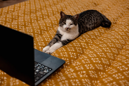 Cat relaxing on a bed with a laptop, looking at the screen. A tabby cat is lying on a bed with a black laptop, appearing to be watching something on the screen or working online. Using a notebook.の写真素材