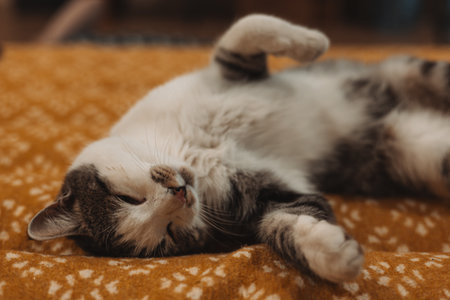 A relaxed tabby cat lying on its back on a cozy, patterned yellow blanket indoors. This adorable feline pet is enjoying a moment of relaxation, displaying its belly on a warm, patterned plaid at home.の写真素材