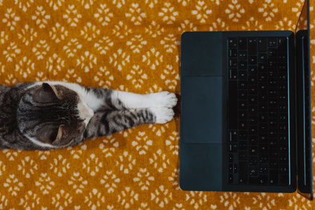 Cute domestic cat lying next to laptop on cozy orange patterned blanket â work from home concept, remote office, pet companion, digital lifestyle, cozy productivity, technology and pets at home.の写真素材