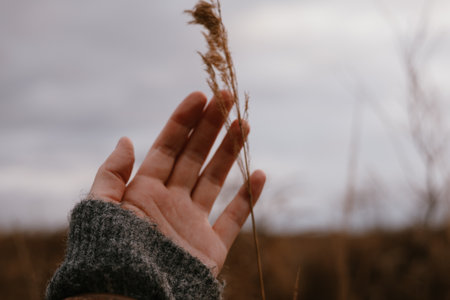 Hand gently touching a delicate reed against a soft, blurred background. A person's hand reaches out to touch a dry grasses, capturing a moment of connection with fall nature and the outdoors leisure.の写真素材