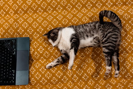 Curious cat explores laptop on a patterned blanket, overhead view. A tabby kitty using a computer, lying on a warm, textured yellow plaid. A cozy home office. Funny domestic animal working remote.の写真素材