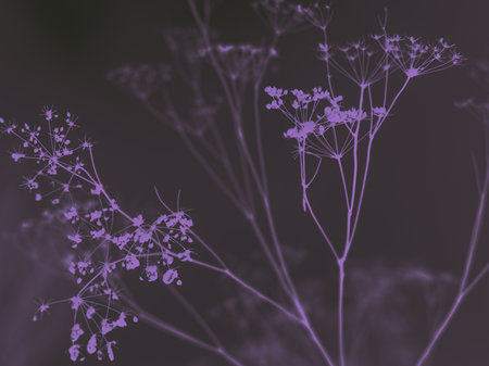 Purple wildflowers against a dark background, artistic floral design. Delicate wildflowers are silhouetted in a soft purple hue, creating a dreamy and artistic composition Queen Anneの写真素材