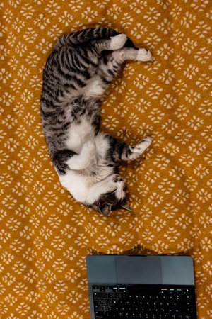 Curious cat explores laptop on a patterned blanket, overhead view. A tabby kitty using a computer, lying on a warm, textured yellow plaid. A cozy home office. Funny domestic animal working remote.の写真素材
