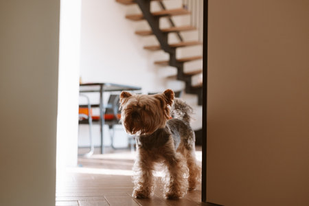 Yorkshire terrier standing in a doorway with a staircase in the background. A cute Yorkie doggy, lap dog stands in a doorway, looking towards the camera in a cozy modern home setting. Domestic animal.の写真素材