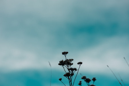 Silhouette of wildflowers against a teal sky with soft, blurred clouds. Wild plants and flowers in silhouette create a beautiful contrast against the sky, evoking a sense of calm and natural beauty.の写真素材