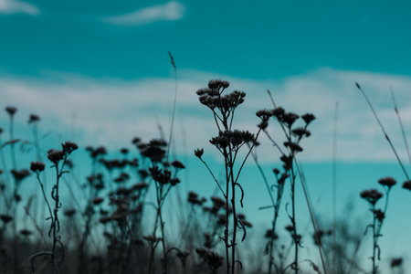 Silhouette of wildflowers against a teal sky with soft, blurred clouds. Wild plants and flowers in silhouette create a beautiful contrast against the sky, evoking a sense of calm and natural beauty.の写真素材
