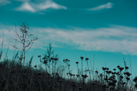 Silhouette of wildflowers against a teal sky with soft, blurred clouds. Wild plants and flowers in silhouette create a beautiful contrast against the sky, evoking a sense of calm and natural beauty.の写真素材