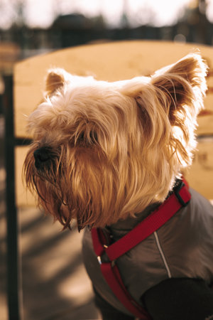 Yorkshire terrier dog wearing a red harness and winter coat in the sunlight. A cute Yorkie doggy is seen on the cafe terrace wearing a red harness and a warm winter coat, enjoying the sunshine light.の写真素材