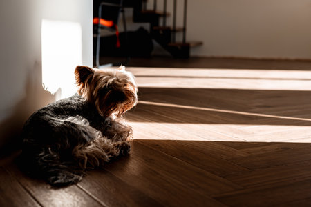 Yorkshire Terrier dog resting on a wooden floor in a sunlit room. A small dog is curled up on the floor, enjoying the warmth of the sun streaming through the window in the modern house. Home interior.の写真素材