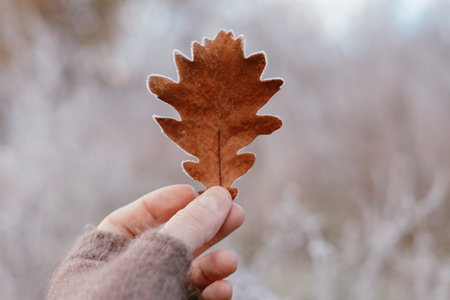 Hand holding a single frosted brown oak leaf against a blurred winter forest background. A close-up shot shows the fingers gently holding a dry oak leaf with frost crystals on the edges. Fall season.の写真素材