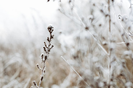 Frosted plant in a field during winter, with a blurred background. The delicate plant is covered in frost, creating a beautiful contrast against the muted tones of the background. White landscape.の写真素材