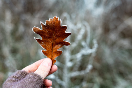 Hand holding a single frosted brown oak leaf against a blurred winter forest background. A close-up shot shows the fingers gently holding a dry oak leaf with frost crystals on the edges. Fall season.の写真素材