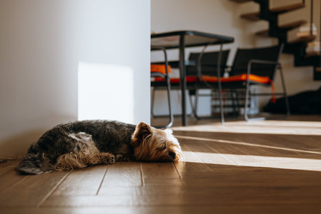 Yorkshire Terrier dog resting on a wooden floor in a sunlit room. A small dog is curled up on the floor, enjoying the warmth of the sun streaming through the window in the modern house. Home interior.の写真素材