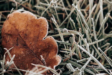 Close-up of fallen brown dry oak leaves covered in frost on a cold autumn morning. The crisp detail of the leaf and grass is captured in this beautiful macro shot of a frosty scene First snowy weatherの写真素材