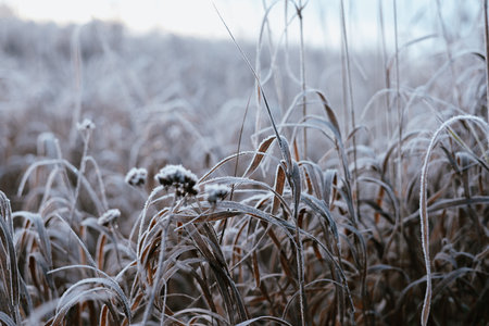 Close-up of frosted grass blades in a field on a cold winter morning. The delicate ice crystals create a beautiful texture on the blades of grass, showing the beauty of winter. Macro grassland shotの写真素材
