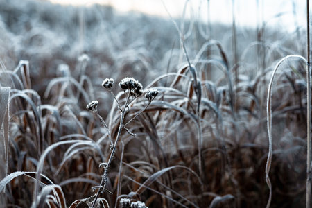 Close-up of frosted grass blades in a field on a cold winter morning. The delicate ice crystals create a beautiful texture on the blades of grass, showing the beauty of winter. Macro grassland shotの写真素材