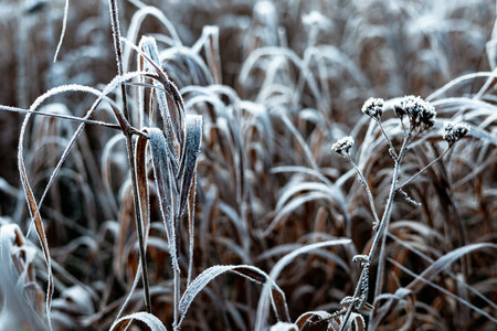 Close-up of frosted grass blades in a field on a cold winter morning. The delicate ice crystals create a beautiful texture on the blades of grass, showing the beauty of winter. Macro grassland shotの写真素材