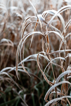 Close-up of frosted grass blades in a field on a cold winter morning. The delicate ice crystals create a beautiful texture on the blades of grass, showing the beauty of winter. Macro grassland shotの写真素材