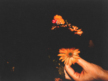 Female hand gently holding a vibrant orange yellow daisy flower against a dark background. A hand delicately holds a beautiful daisy bud, creating a striking contrast against the deep, dark backdrop.の写真素材