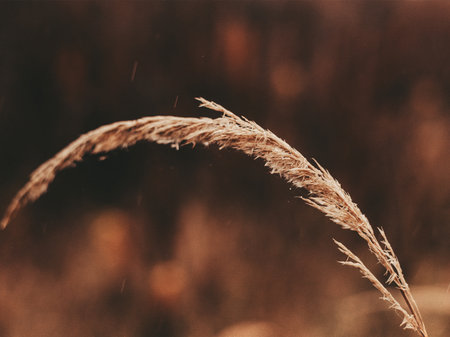 Close-up of a delicate wheat stalk with a blurred, warm-toned background. This image captures the beauty of nature with a focus on the intricate details of a single wet wheat stalk and raindrops.の写真素材