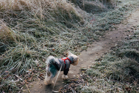 Yorkshire Terrier dog wearing a coat and harness walking outdoors on a leash. A Yorkie doggy in a warm coat and harness enjoying the walk in a frosty winter morning. Small purebred doggy, lapdog.の写真素材