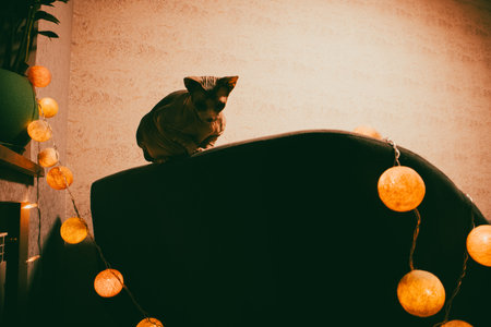 Sphynx cat perched on a sofa with string lights in a cozy room setting. A hairless Sphynx kitty sits atop a dark armchair, illuminated by warm lights, creating a charming and inviting home atmosphere.の写真素材