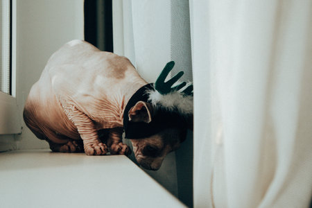 Sphynx cat wearing reindeer antlers looking out a window. A curious Sphinx kitty with a festive headband sits on a windowsill, gazing outside. Adorable feline pet at home is ready for winter fun.の写真素材