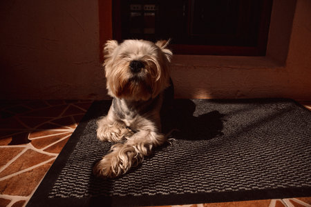 Yorkshire Terrier dog relaxing on a mat in front of a window. A cute Yorkie doggy, lapdog is resting on a gray mat, enjoying the sunlight on a balcony. Calm and friendly domestic animal.の写真素材