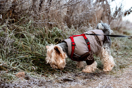 A small cute dog in winter coat sniffs the ground and grass during a walk on a cold autumnal day. A...