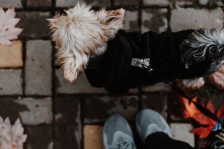 Adorable Yorkshire Terrier dog in a black hoodie or coat enjoys a walk outdoors on a fall day. This...
