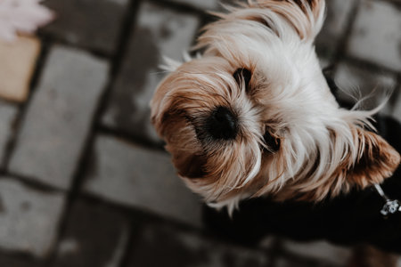 Adorable Yorkshire Terrier looking up with soft, fluffy fur and sweet expression. This charming Yorkie's captivating gaze and endearing features make it a delightful subject for any project.の写真素材