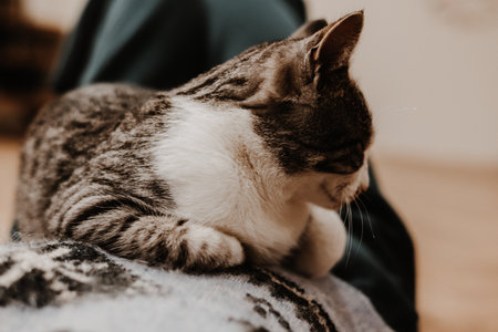 Domestic cat resting indoors, looking away with a curious expression. A beautiful tabby cat is captured in a relaxed pose, showing its unique markings and attractive gaze. Feline pet with human.の写真素材