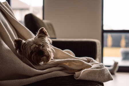 Yorkshire terrier dog relaxing on a cozy blanket indoors. A cute Yorkie doggy rests comfortably on a green sofa under beige soft blanket in a warm, inviting living room setting. A lapdog at home.の写真素材