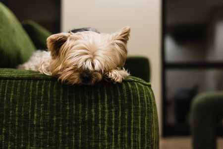 A Yorkshire Terrier relaxing on a modern green sofa in a cozy contemporary home interior Warm lighting, a peaceful atmosphere create a stylish lifestyle moment with a small Yorkie dog in lazy sad moodの写真素材