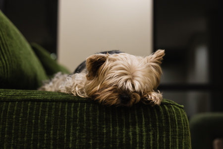 A Yorkshire Terrier relaxing on a modern green sofa in a cozy contemporary home interior Warm lighting, a peaceful atmosphere create a stylish lifestyle moment with a small Yorkie dog in lazy sad moodの写真素材
