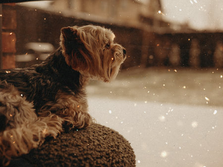 Cozy winter scene with a cute Yorkshire Terrier dog sitting indoors by the window and looking at the falling snow, symbolizing comfort, contemplation, and domestic life. Well-groomed lapdog at home.の写真素材